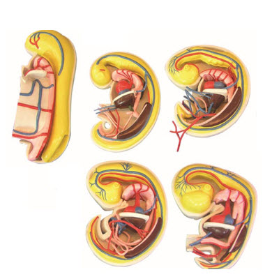 消化、呼吸、泌尿生殖、體腔的發生解剖示教模型 YJ/ZZ2017